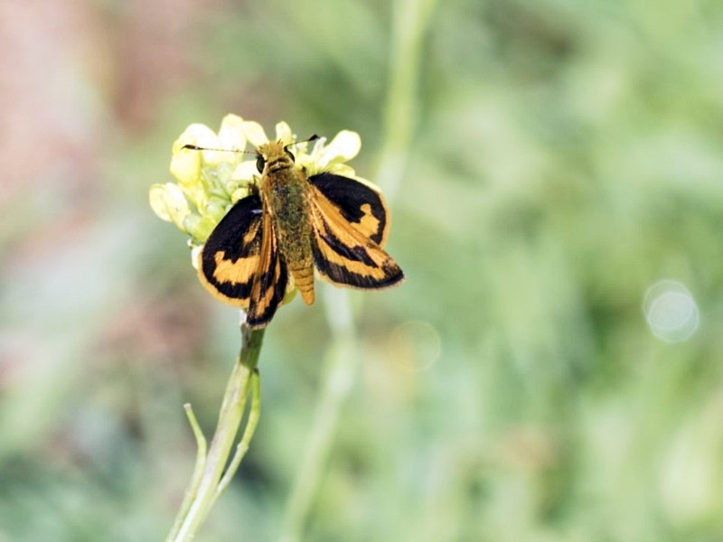 Green grass-dart